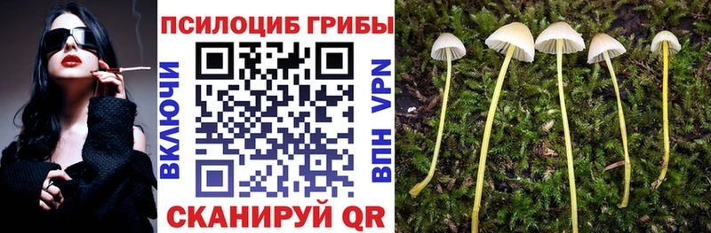 Псилоцибиновые грибы GOLDEN TEACHER где найти наркотики Александровское